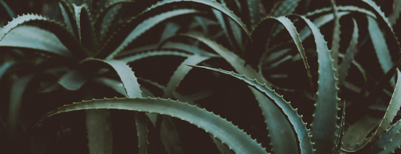 Aloe Vera Pflanze die zur Herstellung eines Hyaluron Augenserums  benötigt wird.