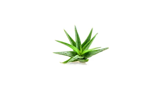 Die Wirkung von Aloe Vera im SYE Cosmetics Hyaluron Augenserum