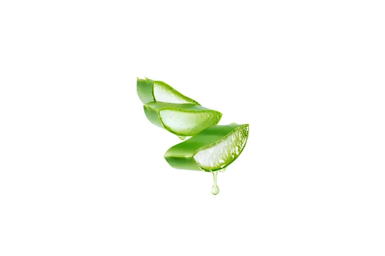 Aloe Vera Wirkung